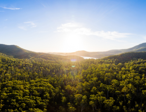 MEDIA RELEASE: Forestry Australia Proposal | Expanding carbon credits to native forests