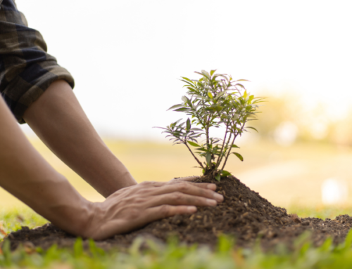 MEDIA RELEASE: Top 10 Tree Planting Tips for National Tree Day