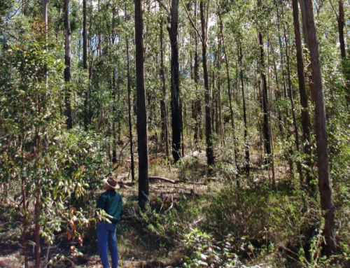 MEDIA RELEASE: Forestry Australia says Queensland Government have jumped gun on Greater Glider Forest Park